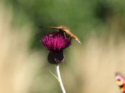 Bach-Kratzdistel 'Atropurpureum' -Günstiges Garten Zart Geschäft bach kratzdistel atropurpureum m117863 w 2