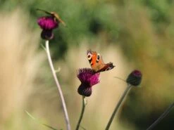 Bach-Kratzdistel 'Atropurpureum' -Günstiges Garten Zart Geschäft bach kratzdistel atropurpureum m117863 w 3
