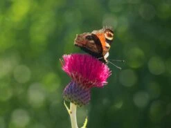 Bach-Kratzdistel 'Atropurpureum' -Günstiges Garten Zart Geschäft bach kratzdistel atropurpureum m117863 w 4