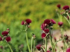 Bach-Kratzdistel 'Atropurpureum' -Günstiges Garten Zart Geschäft bach kratzdistel atropurpureum m117863 w 5
