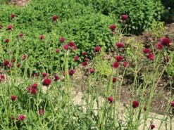 Bach-Kratzdistel 'Atropurpureum' -Günstiges Garten Zart Geschäft bach kratzdistel atropurpureum m117863 w 7