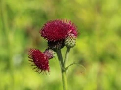 Bach-Kratzdistel 'Atropurpureum' -Günstiges Garten Zart Geschäft bach kratzdistel atropurpureum m117863 w 8