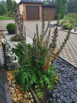 Balkan-Bärentatze -Günstiges Garten Zart Geschäft balkan baerentatze m076546 1296414 0