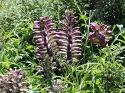 Balkan-Bärentatze -Günstiges Garten Zart Geschäft balkan baerentatze m076546 w 0