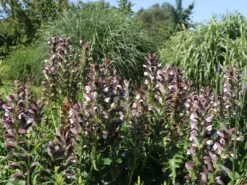 Balkan-Bärentatze -Günstiges Garten Zart Geschäft balkan baerentatze m076546 w 3