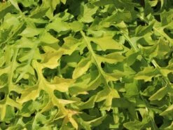 Balkan-Bärentatze -Günstiges Garten Zart Geschäft balkan baerentatze m076546 w 6