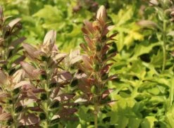 Balkan-Bärentatze -Günstiges Garten Zart Geschäft balkan baerentatze m076546 w 7