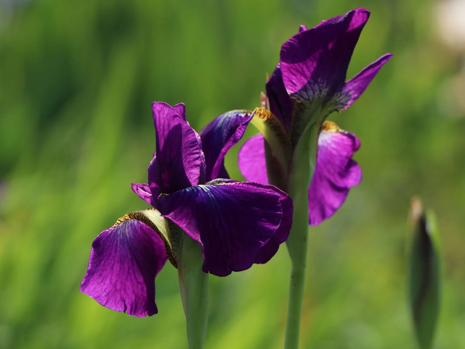 Bartlose Schwertlilie 'Ruffled Velvet' 4 Bartlose Schwertlilie 'Ruffled Velvet' – Bild 2