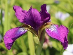 Bartlose Schwertlilie 'Ruffled Velvet' 10 Bartlose Schwertlilie 'Ruffled Velvet' -Günstiges Garten Zart Geschäft bartlose schwertlilie ruffled velvet m059282 w 1