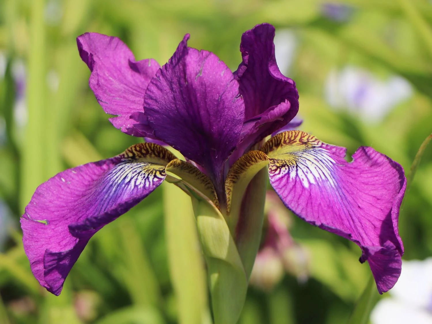 Bartlose Schwertlilie 'Ruffled Velvet' 6 Bartlose Schwertlilie 'Ruffled Velvet' – Bild 4