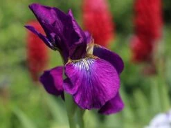 Bartlose Schwertlilie 'Ruffled Velvet' 9 Bartlose Schwertlilie 'Ruffled Velvet' -Günstiges Garten Zart Geschäft bartlose schwertlilie ruffled velvet m059282 w 2