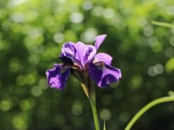 Bartlose Schwertlilie 'Ruffled Velvet' 11 Bartlose Schwertlilie 'Ruffled Velvet' -Günstiges Garten Zart Geschäft bartlose schwertlilie ruffled velvet m059282 w 3