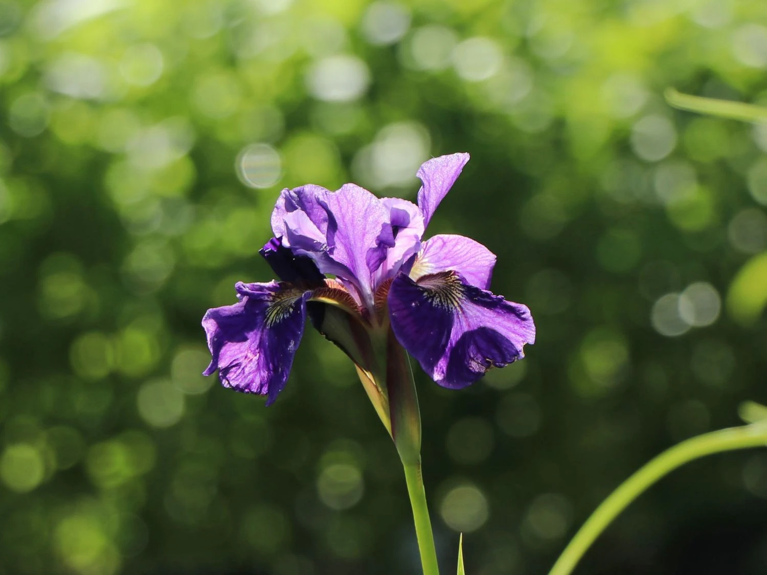 Bartlose Schwertlilie 'Ruffled Velvet' 7 Bartlose Schwertlilie 'Ruffled Velvet' – Bild 5