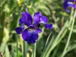 Bartlose Schwertlilie 'Silver Edge' -Günstiges Garten Zart Geschäft bartlose schwertlilie silver edge m059287 w 1