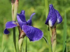 Bartlose Schwertlilie 'Silver Edge' -Günstiges Garten Zart Geschäft bartlose schwertlilie silver edge m059287 w 2