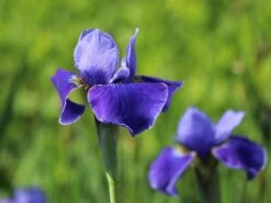 Bartlose Schwertlilie 'Silver Edge' -Günstiges Garten Zart Geschäft bartlose schwertlilie silver edge m059287 w 3