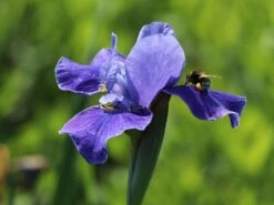 Bartlose Schwertlilie 'Silver Edge' -Günstiges Garten Zart Geschäft bartlose schwertlilie silver edge m059287 w 4