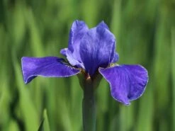 Bartlose Schwertlilie 'Silver Edge' -Günstiges Garten Zart Geschäft bartlose schwertlilie silver edge m059287 w 5