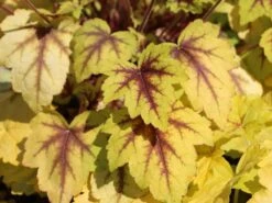 Bastard-Schaumblüte 'Alabama Sunrise'