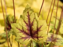 Bastard-Schaumblüte 'Alabama Sunrise' -Günstiges Garten Zart Geschäft bastard schaumbluete alabama sunrise m058931 w 2