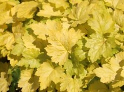 Bastard-Schaumblüte 'Alabama Sunrise' -Günstiges Garten Zart Geschäft bastard schaumbluete alabama sunrise m058931 w 3