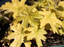 Bastard-Schaumblüte 'Alabama Sunrise' -Günstiges Garten Zart Geschäft bastard schaumbluete alabama sunrise m058931 w 4