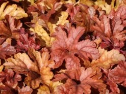 Bastard-Schaumblüte 'Buttered Rum' -Günstiges Garten Zart Geschäft bastard schaumbluete buttered rum m118023 w 1