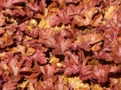 Bastard-Schaumblüte 'Buttered Rum' -Günstiges Garten Zart Geschäft bastard schaumbluete buttered rum m118023 w 2