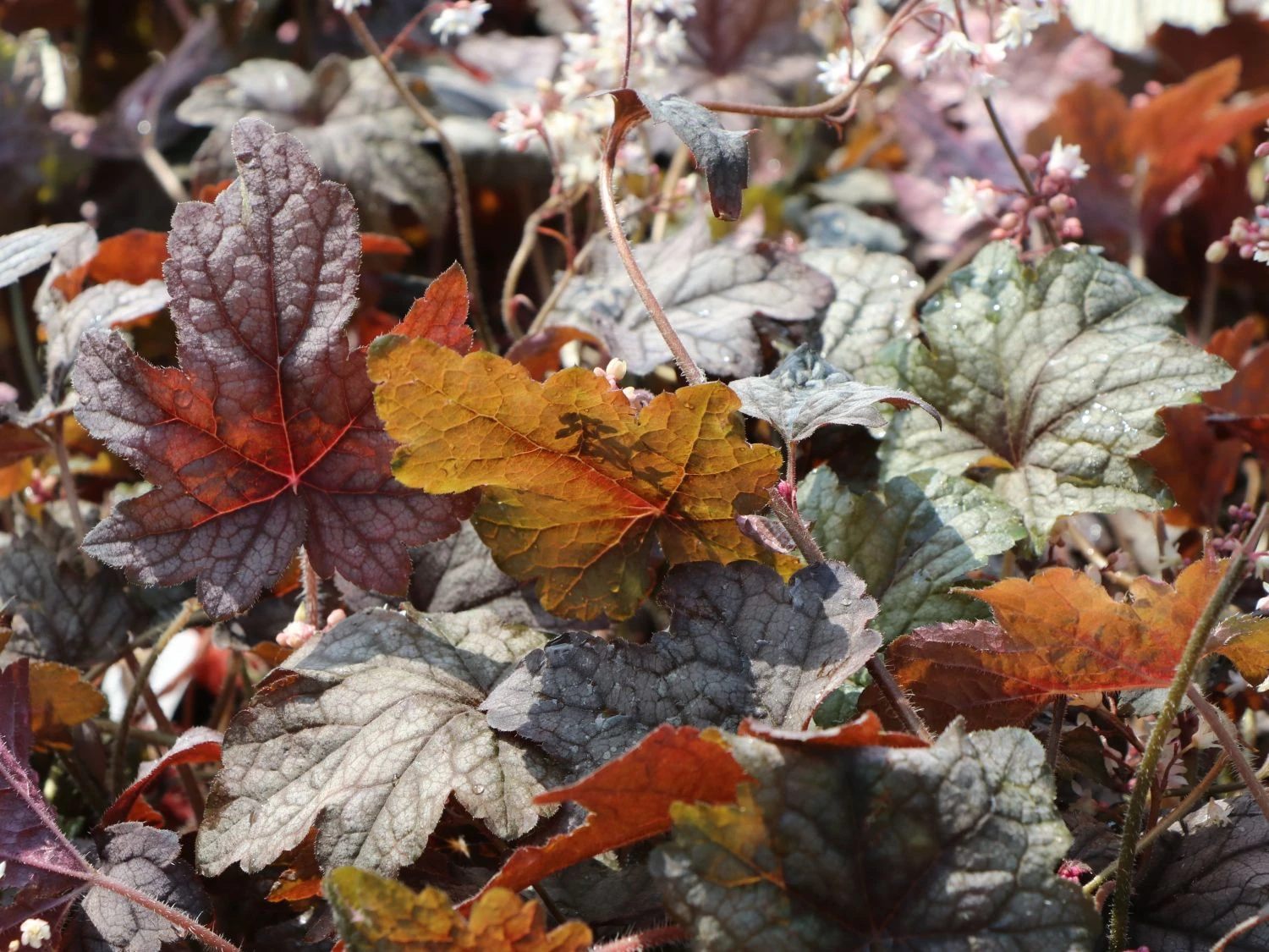 Bastard-Schaumblüte 'Infinity' 3 Bastard-Schaumblüte 'Infinity'