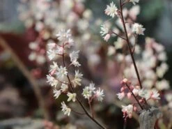 Bastard-Schaumblüte 'Infinity' 14 Bastard-Schaumblüte 'Infinity' -Günstiges Garten Zart Geschäft bastard schaumbluete infinity m102114 w 0