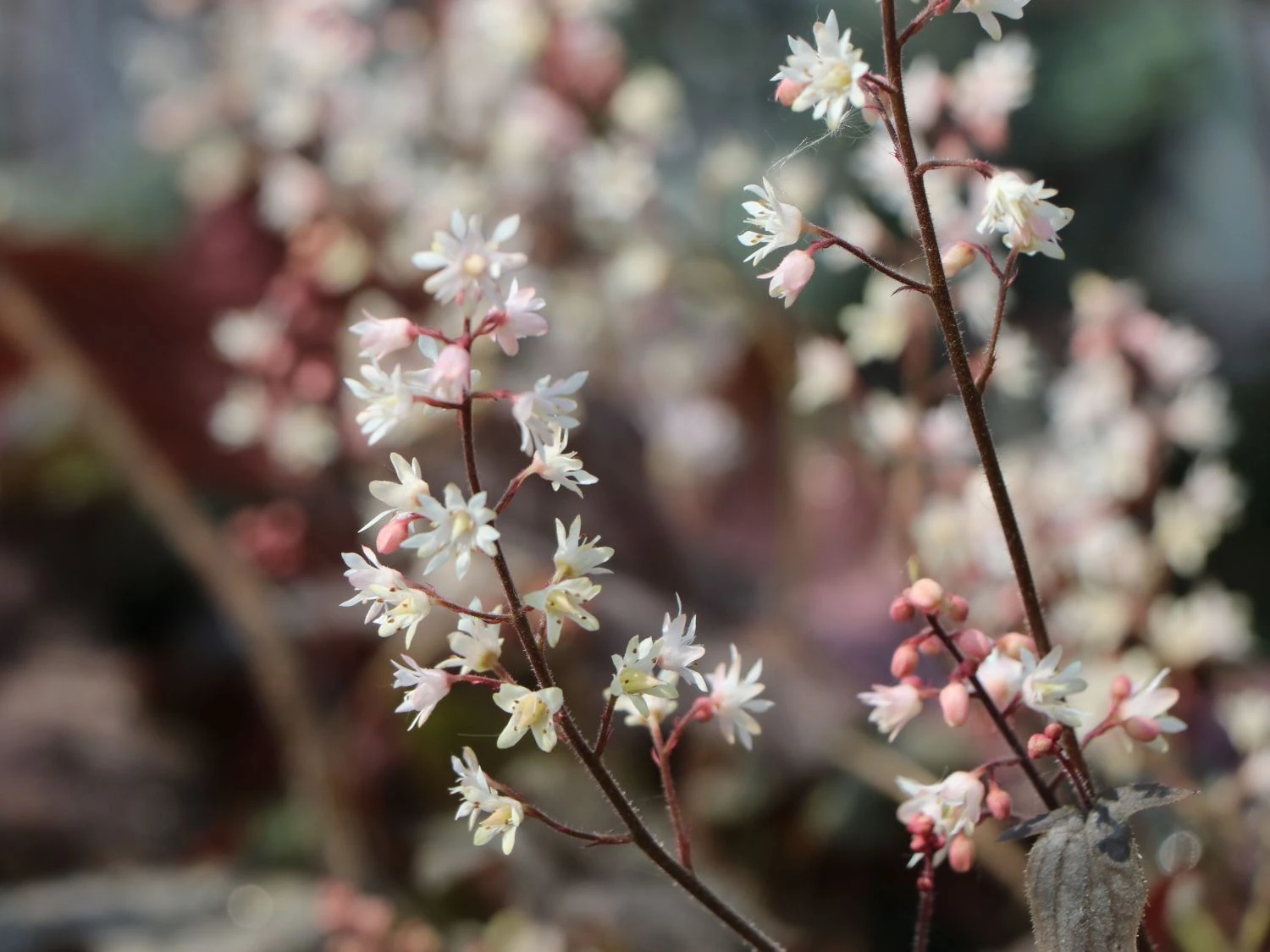 Bastard-Schaumblüte 'Infinity' 7 Bastard-Schaumblüte 'Infinity' – Bild 5