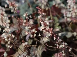 Bastard-Schaumblüte 'Infinity' 13 Bastard-Schaumblüte 'Infinity' -Günstiges Garten Zart Geschäft bastard schaumbluete infinity m102114 w 1