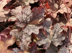 Bastard-Schaumblüte 'Infinity' 15 Bastard-Schaumblüte 'Infinity' -Günstiges Garten Zart Geschäft bastard schaumbluete infinity m102114 w 2