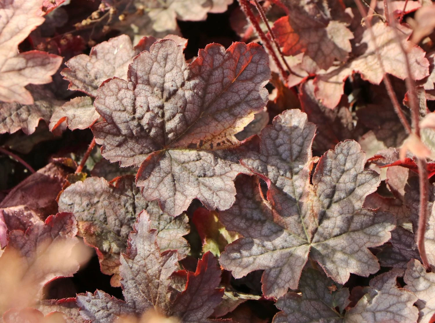 Bastard-Schaumblüte 'Infinity' 8 Bastard-Schaumblüte 'Infinity' – Bild 6