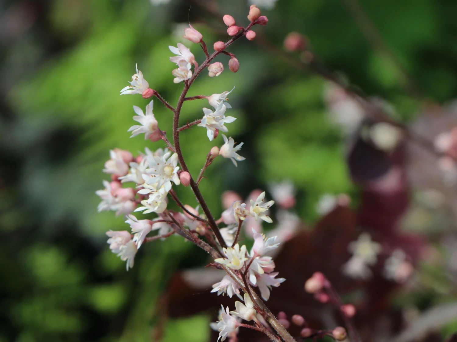 Bastard-Schaumblüte 'Infinity' 9 Bastard-Schaumblüte 'Infinity' – Bild 7