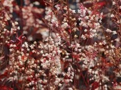 Bastard-Schaumblüte 'Infinity' 12 Bastard-Schaumblüte 'Infinity' -Günstiges Garten Zart Geschäft bastard schaumbluete infinity m102114 w 5