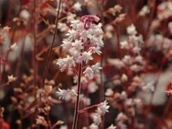 Bastard-Schaumblüte 'Infinity' 17 Bastard-Schaumblüte 'Infinity' -Günstiges Garten Zart Geschäft bastard schaumbluete infinity m102114 w 6