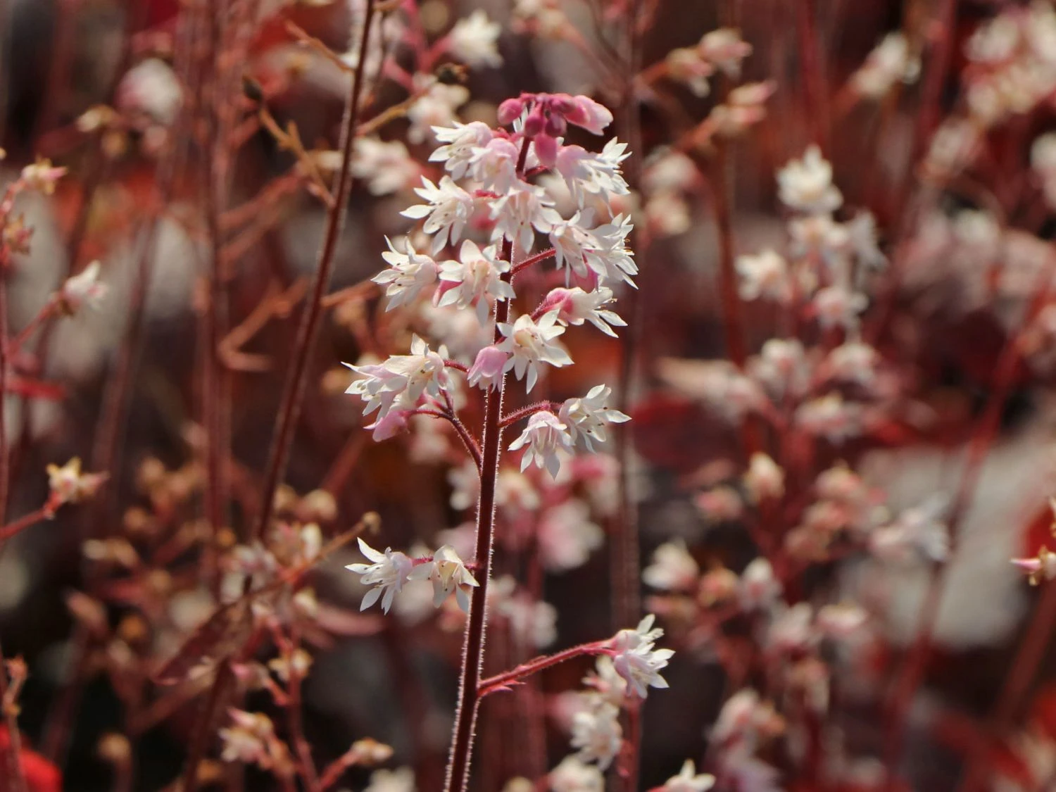 Bastard-Schaumblüte 'Infinity' 10 Bastard-Schaumblüte 'Infinity' – Bild 8