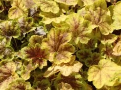 Bastard-Schaumblüte 'Solar Eclipse'