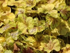 Bastard-Schaumblüte 'Solar Eclipse' -Günstiges Garten Zart Geschäft bastard schaumbluete solar eclipse m118024 w 1