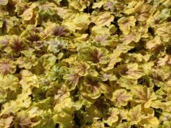 Bastard-Schaumblüte 'Solar Eclipse' -Günstiges Garten Zart Geschäft bastard schaumbluete solar eclipse m118024 w 3