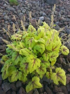 Bastard-Schaumblüte 'Stoplight' -Günstiges Garten Zart Geschäft bastard schaumbluete stoplight m075366 193676 0