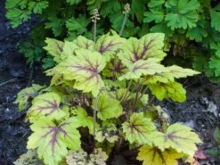 Bastard-Schaumblüte 'Stoplight'