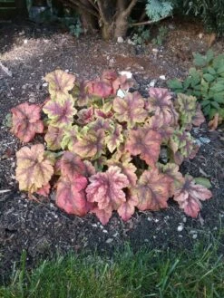 Bastard-Schaumblüte 'Tapestry' ® -Günstiges Garten Zart Geschäft bastard schaumbluete tapestry m075820 193676 0