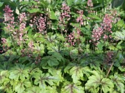 Bastard-Schaumblüte 'Tapestry' ®