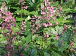 Bastard-Schaumblüte 'Tapestry' ® -Günstiges Garten Zart Geschäft bastard schaumbluete tapestry m075820 w 1