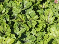 Bastard-Schaumblüte 'Tapestry' ® -Günstiges Garten Zart Geschäft bastard schaumbluete tapestry m075820 w 3