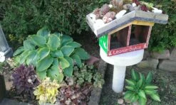 Bastard-Schaumblüte 'Viking Ship' -Günstiges Garten Zart Geschäft bastard schaumbluete viking ship m058936 470470 0