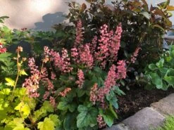 Bastard-Schaumblüte 'Viking Ship' -Günstiges Garten Zart Geschäft bastard schaumbluete viking ship m058936 493085 0