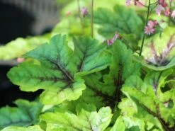 Bastard-Schaumblüte 'Viking Ship' -Günstiges Garten Zart Geschäft bastard schaumbluete viking ship m058936 w 0